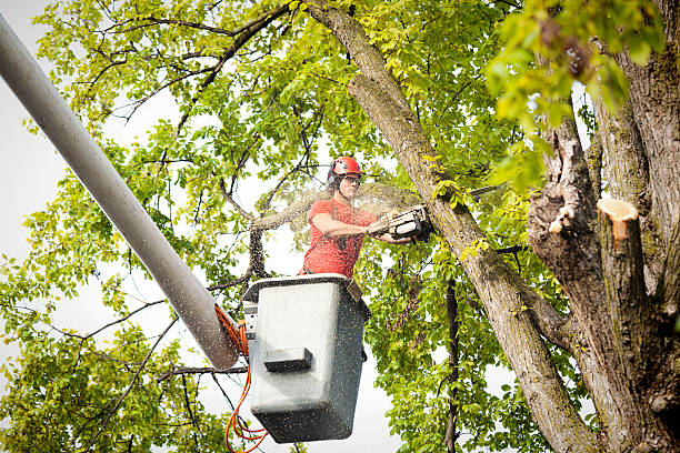 Best Commercial Tree Services  in Florham Park, NJ